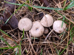 Clitocella popinalis