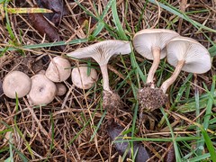 Clitocella popinalis