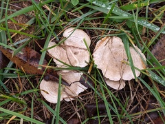 Clitocella popinalis