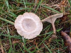 Clitocella popinalis