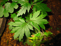 Patrinia saniculifolia