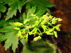 Patrinia saniculifolia