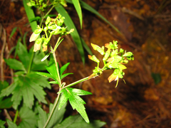 Patrinia saniculifolia