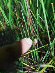 Litoria olongburensis