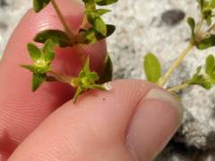 Paronychia herniarioides