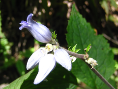 Clematis heracleifolia
