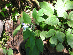 Clematis heracleifolia