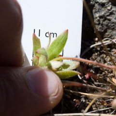 Micranthes bryophora