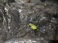 Ranoidea barringtonensis