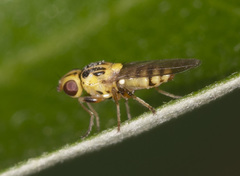 Chloromerus