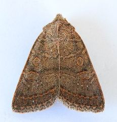 Homorthodes rectiflava