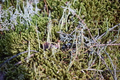 Cladonia maxima