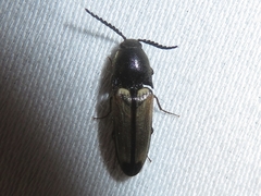 Ampedus linteus