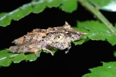 Pristimantis appendiculatus