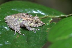 Pristimantis appendiculatus