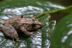 Pristimantis appendiculatus