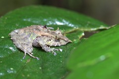 Pristimantis appendiculatus