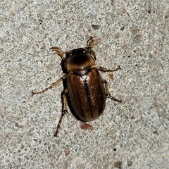 Phyllophaga tusa