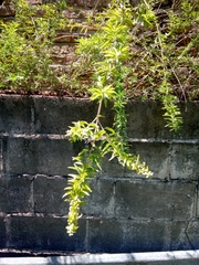 Aloysia polystachya