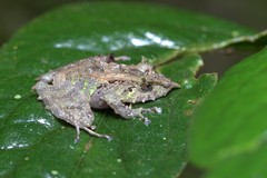 Pristimantis appendiculatus