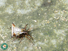 Micrathena ucayali