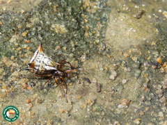 Micrathena ucayali