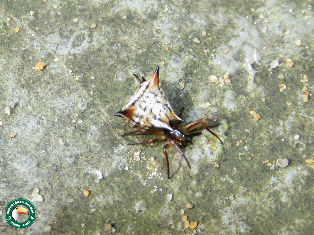Micrathena ucayali