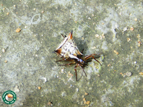 Micrathena ucayali