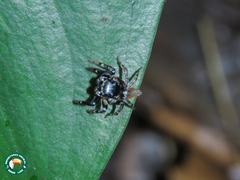 Kalcerrytus