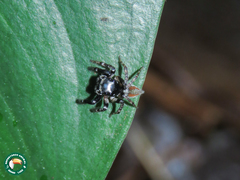 Kalcerrytus