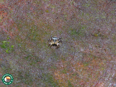 Corythalia vervloeti