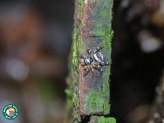 Corythalia vervloeti