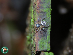 Corythalia vervloeti