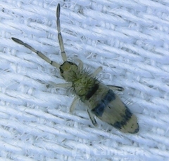 Entomobrya triangularis