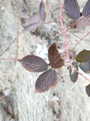 Rubus pascuus