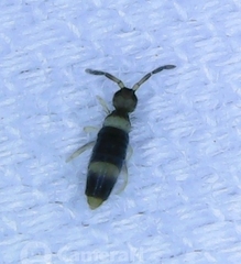 Entomobrya clitellaria