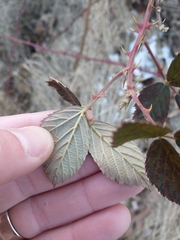 Rubus pascuus