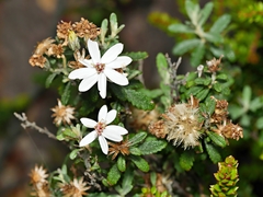 Olearia stellulata
