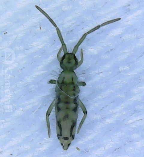 Entomobrya katzi
