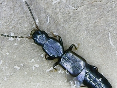 Osoriinae