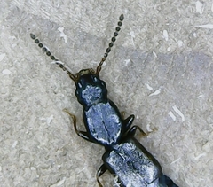Osoriinae