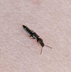 Osoriinae