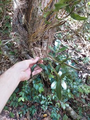 Dendrobium tetragonum melaleucaphilum