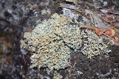 Parmelia neodiscordans