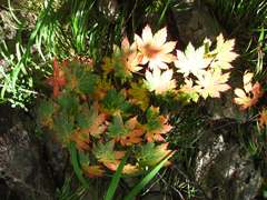 Acer pseudosieboldianum