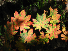 Acer pseudosieboldianum