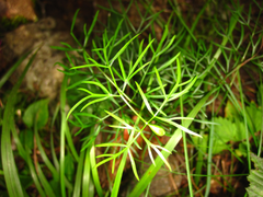 Conioselinum