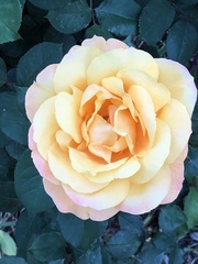 Rosa