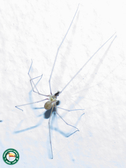 Micropholcus fauroti