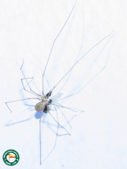 Micropholcus fauroti